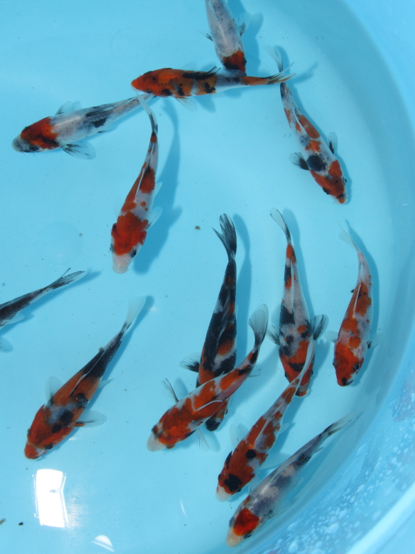 錦鯉販売 水槽飼育に最適 昭和 5本セット 10 14cm 錦鯉販売 株式会社 鱗 うろこ