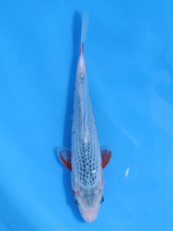 錦鯉販売 錦鯉通販 錦鯉ネット販売 特価 当歳 浅黄 23cm 錦鯉販売 株式会社 鱗 うろこ