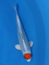 BSA-041a-101x135.jpg