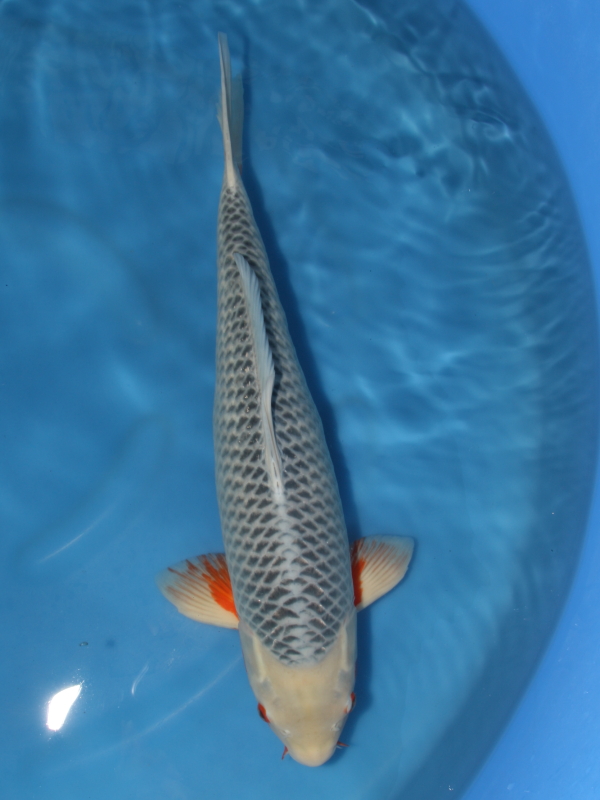 錦鯉販売 錦鯉通販 錦鯉ネット販売 大セール 浅黄 53cm 錦鯉販売 株式会社 鱗 うろこ