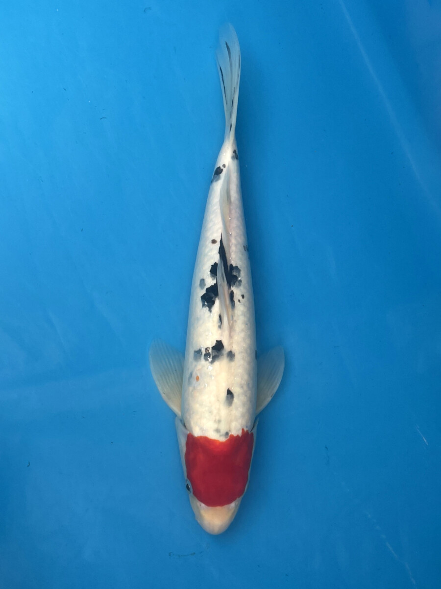 錦鯉販売 錦鯉通販 錦鯉ネット販売 丹頂大正三色 34cm 錦鯉販売 株式会社 鱗 うろこ