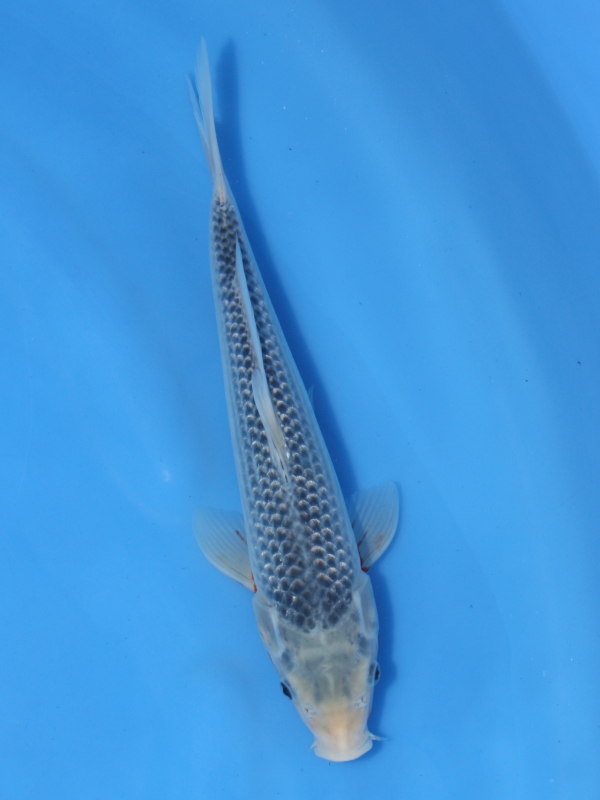 錦鯉販売 錦鯉通販 錦鯉ネット販売 番外 立て鯉 明け２ 浅黄 26cm 錦鯉販売 株式会社 鱗 うろこ