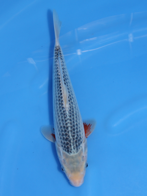 錦鯉販売 錦鯉通販 錦鯉ネット販売 ハウス立て 明け2 浅黄 32cm 錦鯉販売 株式会社 鱗 うろこ