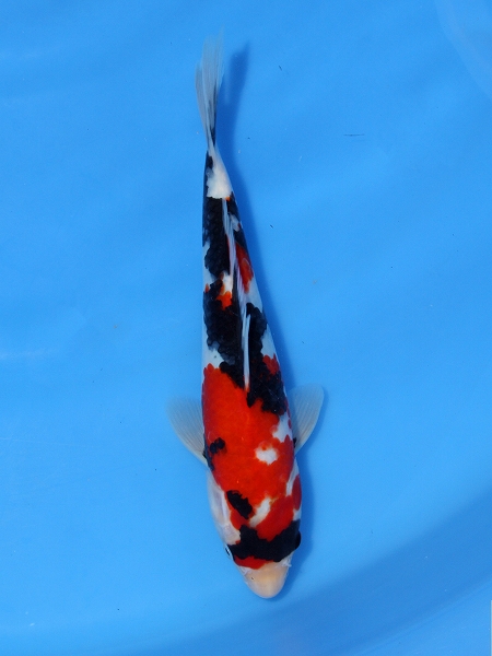 2歳 銀鱗羽白鯉 27cm±