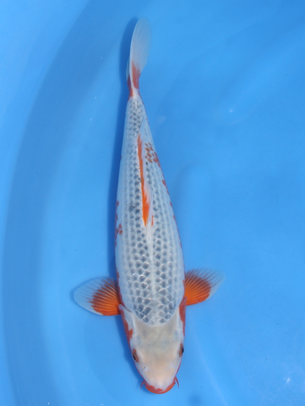 錦鯉販売 錦鯉通販 錦鯉ネット販売 連休特価 立て用 浅黄 39cm 錦鯉販売 株式会社 鱗 うろこ