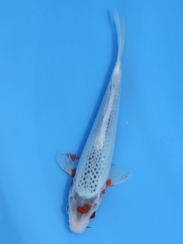 錦鯉販売 錦鯉通販 錦鯉ネット販売 特価 明け2 浅黄 19cm 錦鯉販売 株式会社 鱗 うろこ