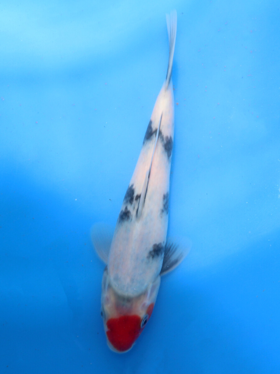 錦鯉販売 錦鯉通販 錦鯉ネット販売 連休特価 明け２ 丹頂昭和もどき cm 錦鯉販売 株式会社 鱗 うろこ