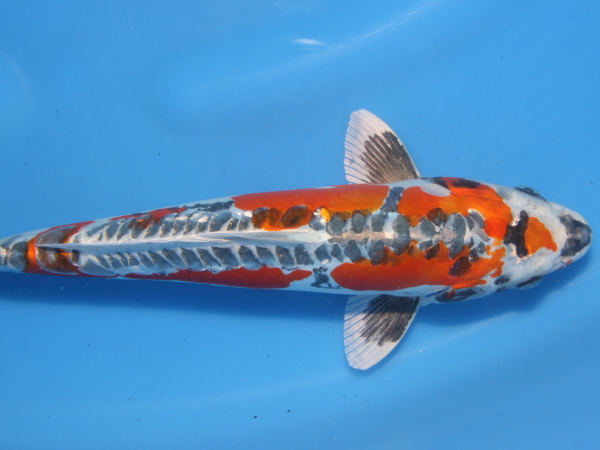 絹光観鯉 蛹入 M 5kg 鯉 エサ 魚、水草 | rijschoolalphenaar.nl
