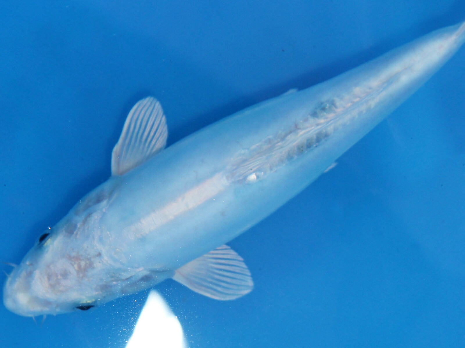 緋の花　ドイツプラチナ鯉　２１ｃｍ 緋の花 ドイツプラチナ鯉 21cm