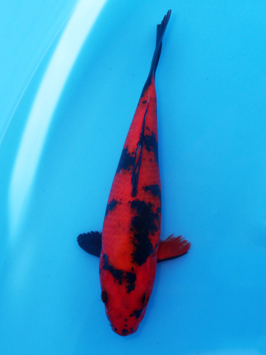 錦鯉販売 錦鯉通販 錦鯉ネット販売 特価 緋写り 21cm 錦鯉販売 株式会社 鱗 うろこ