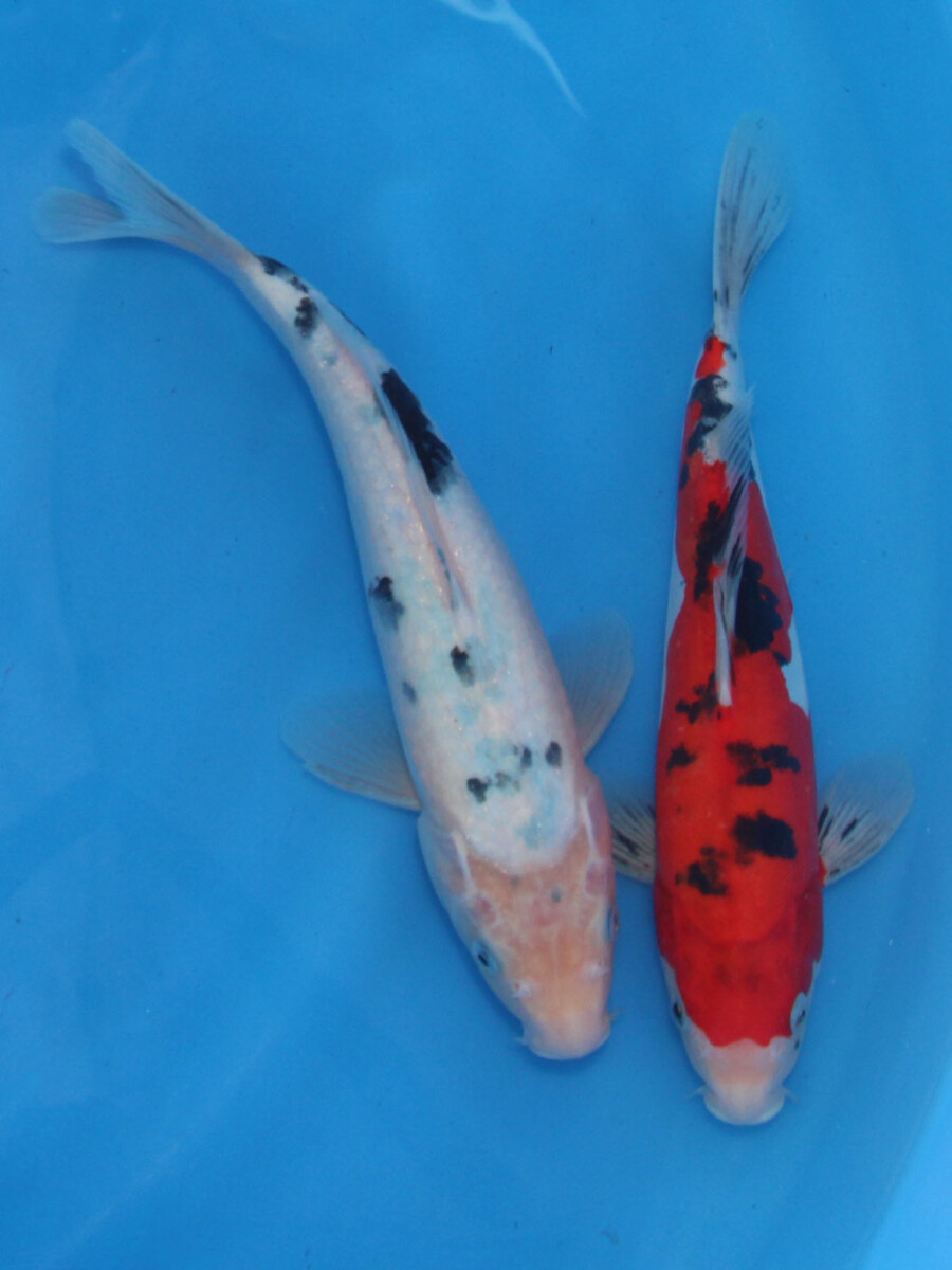 錦鯉　丹頂べっ甲４８ｃｍ 錦鯉 丹頂べっ甲48cm