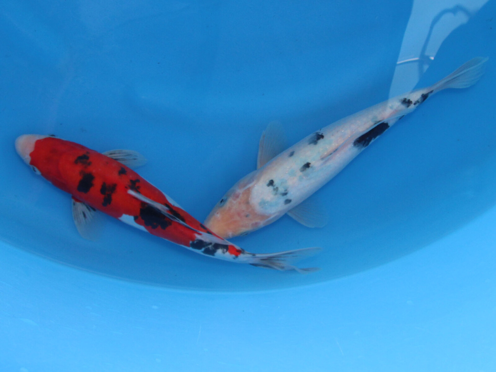 ドイツ 変わり鯉 炎龍 30cm±