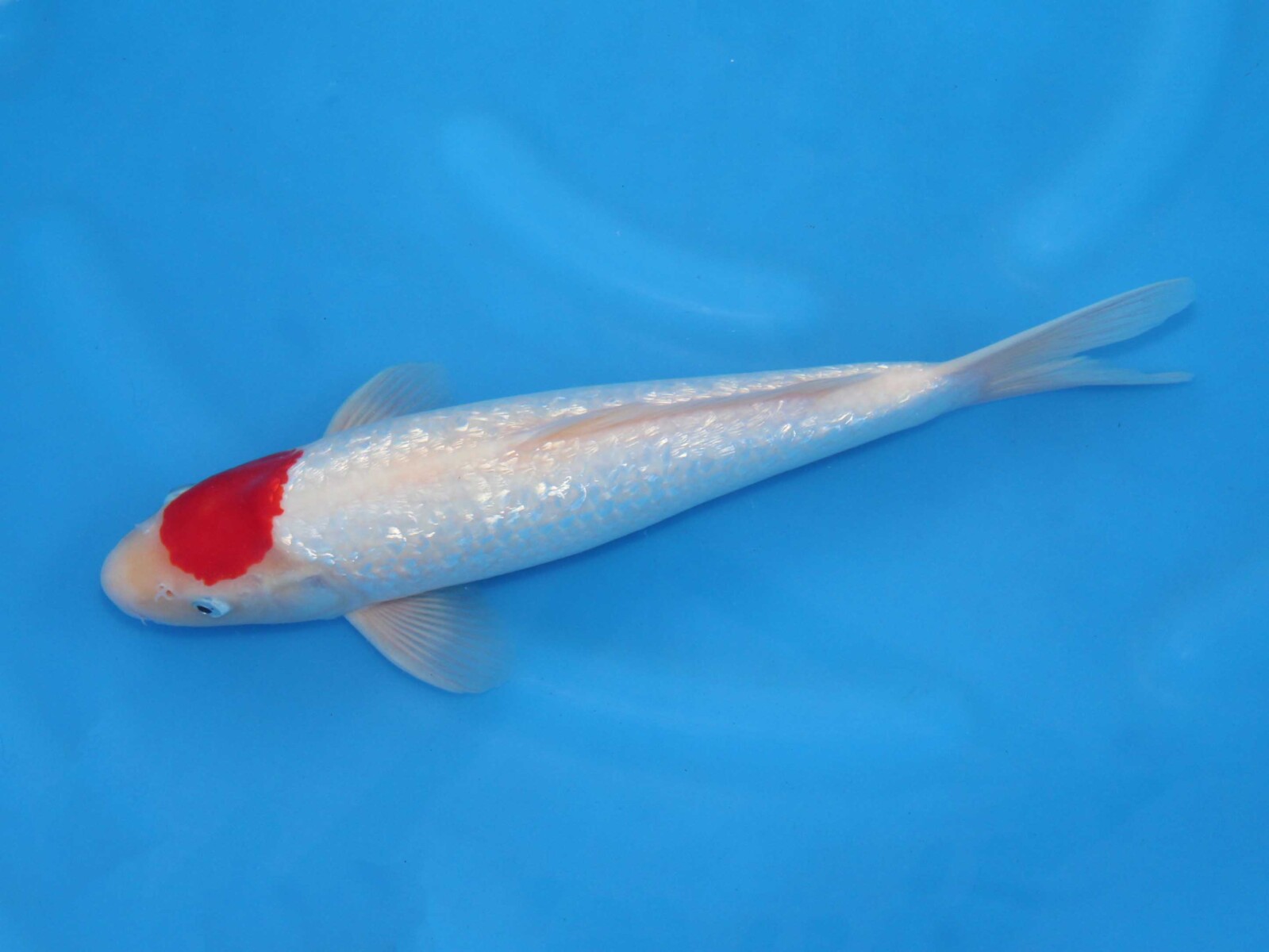 錦鯉販売 錦鯉通販 錦鯉ネット販売 銀鱗丹頂紅白 38cm AG1-254 錦鯉販売 株式会社 鱗~うろこ~