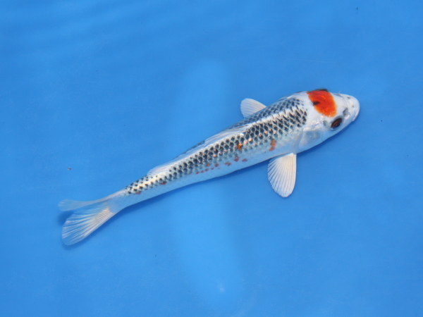 鹿の子柄 変わり鯉 38cm±