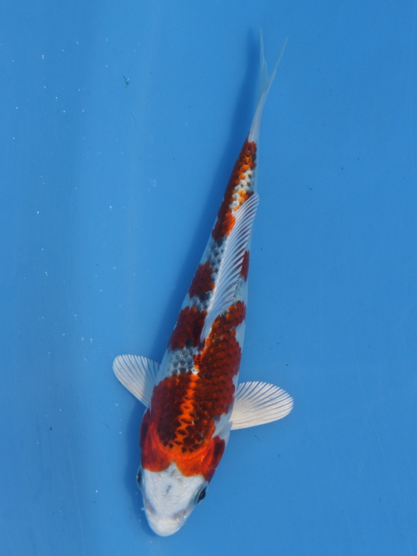 新潟県産錦鯉 60cm 4才（プラチナ×紅白）＝孔雀