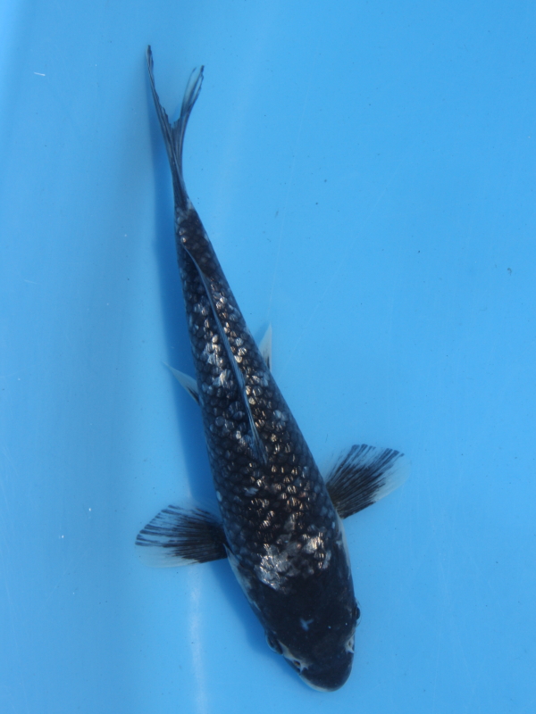 2歳 銀鱗羽白鯉 27cm±