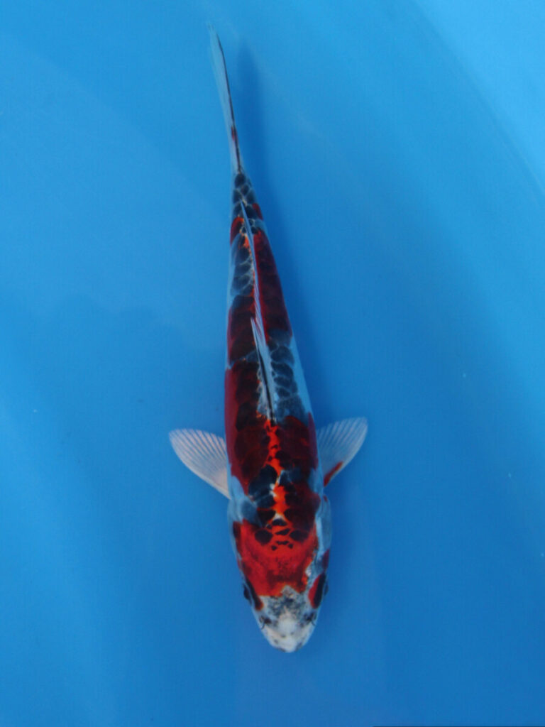 新潟県産錦鯉 60cm 4才（プラチナ×紅白）＝孔雀 【公式通販】