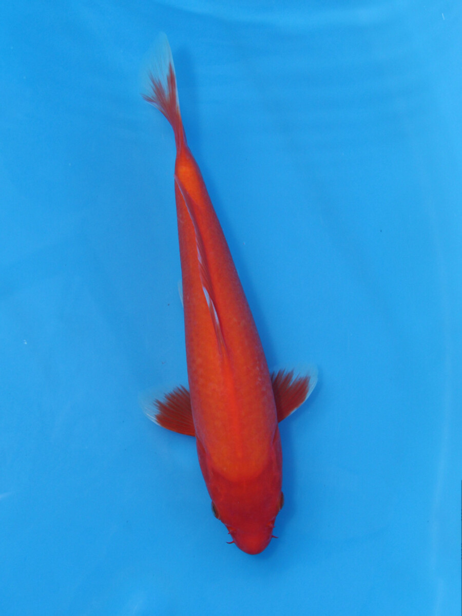 2歳 銀鱗羽白鯉 27cm±