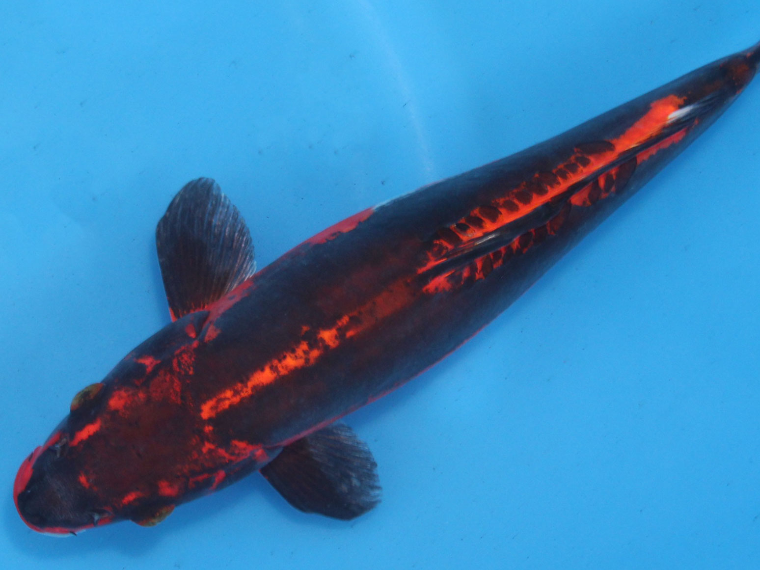 ドイツ　変わり鯉　炎龍　３０ｃｍ± ドイツ 変わり鯉 炎龍 30cm±