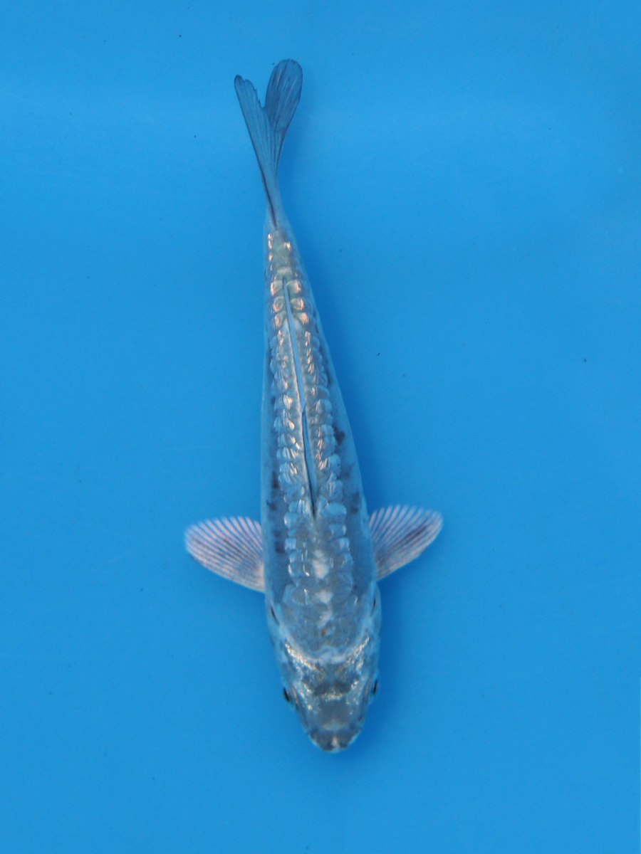 2歳 銀鱗羽白鯉 27cm±