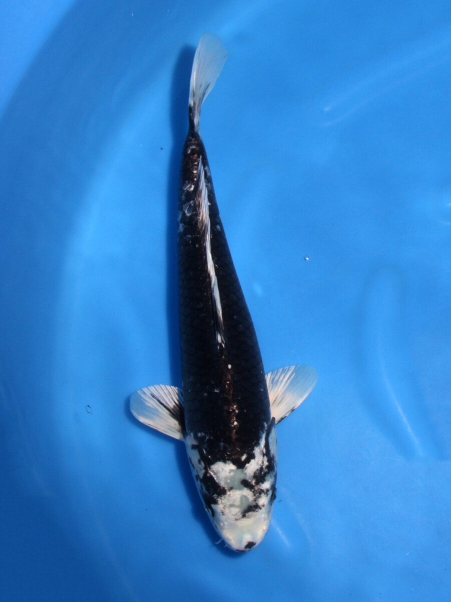 2歳 銀鱗羽白鯉 27cm±