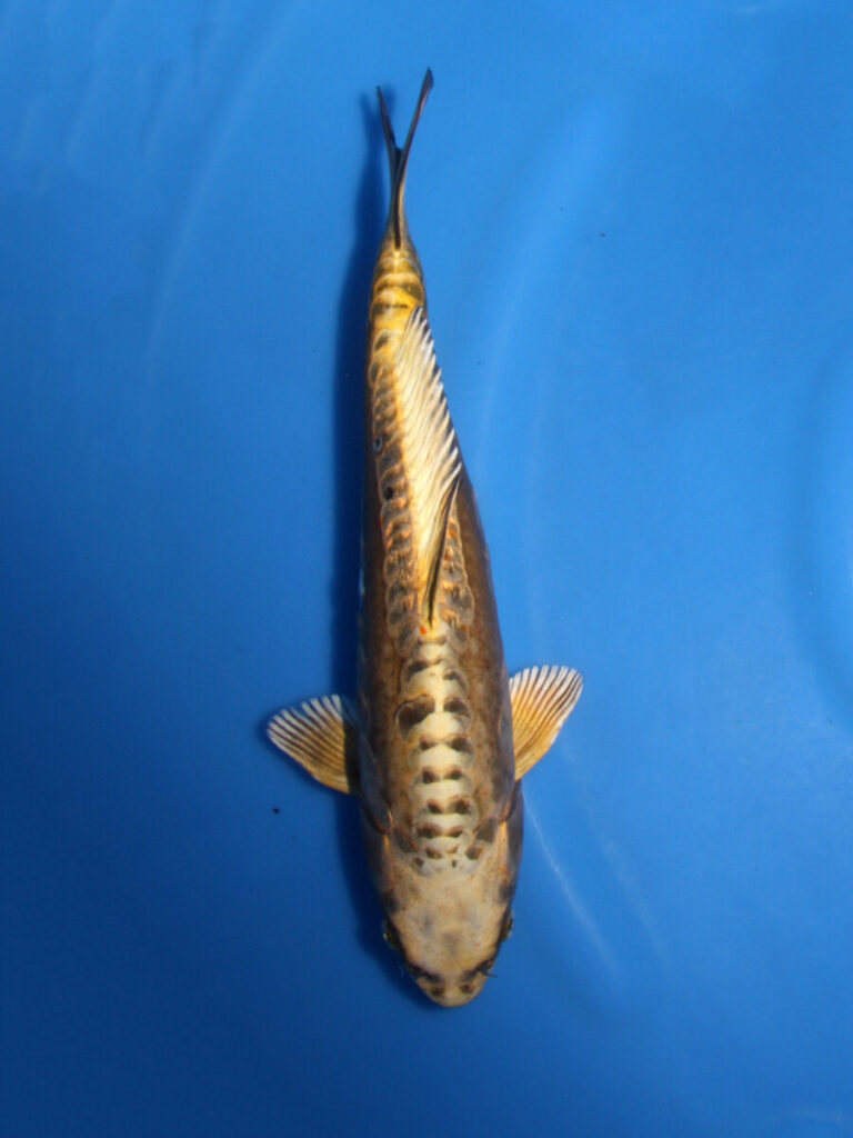 鯉 錦鯉 No06 大正三色 令和4年産 51cm 錦鯉 : アキカン ヤフー店