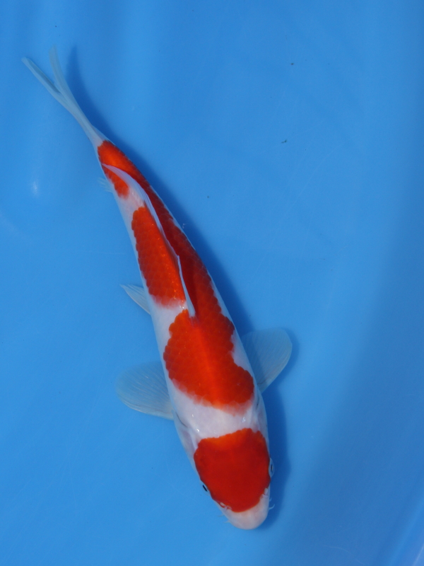 錦鯉 鯉 販売 通販 ネット販売 立て鯉 特価 当歳 紅白 22cm BNS-037 