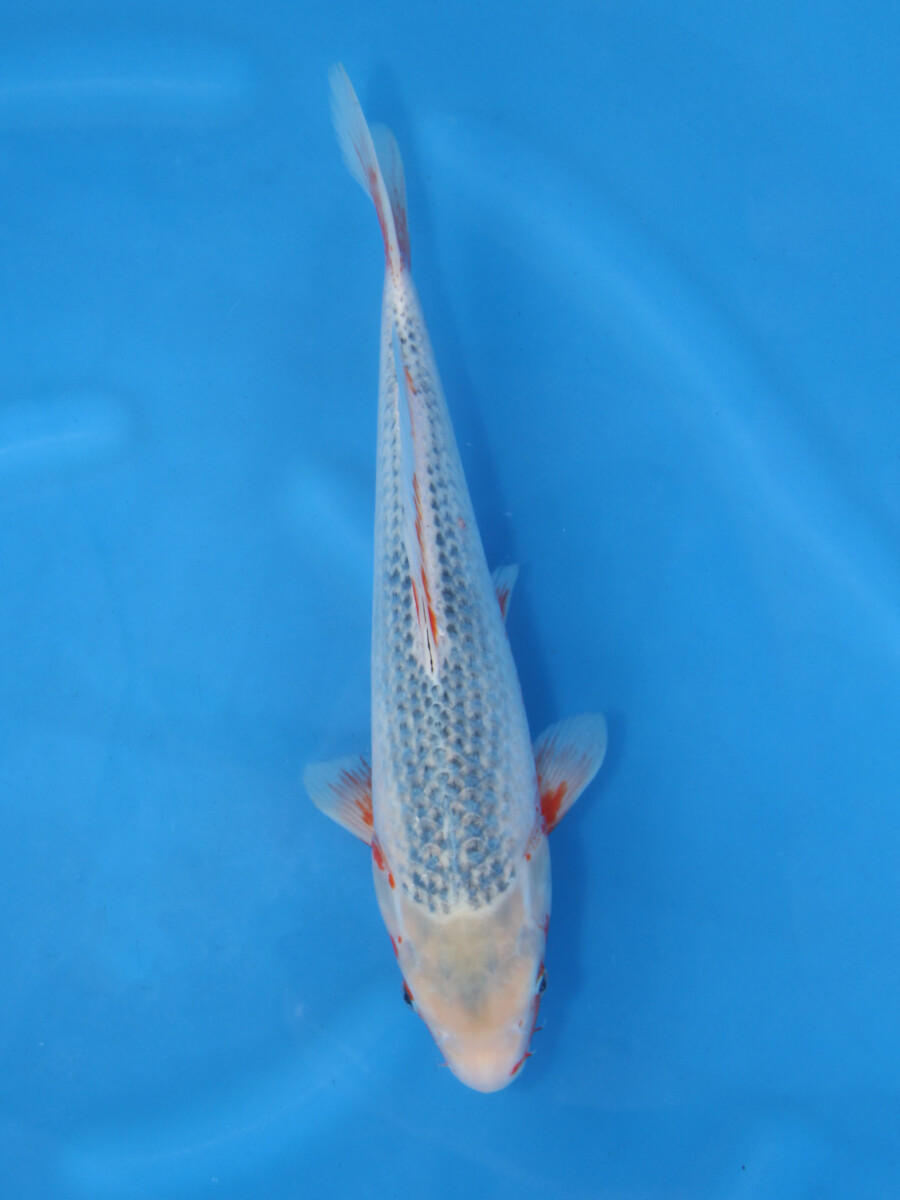 新潟産　ドイツ変わり鯉　３７ｃｍ± 新潟産 ドイツ変わり鯉 37cm±