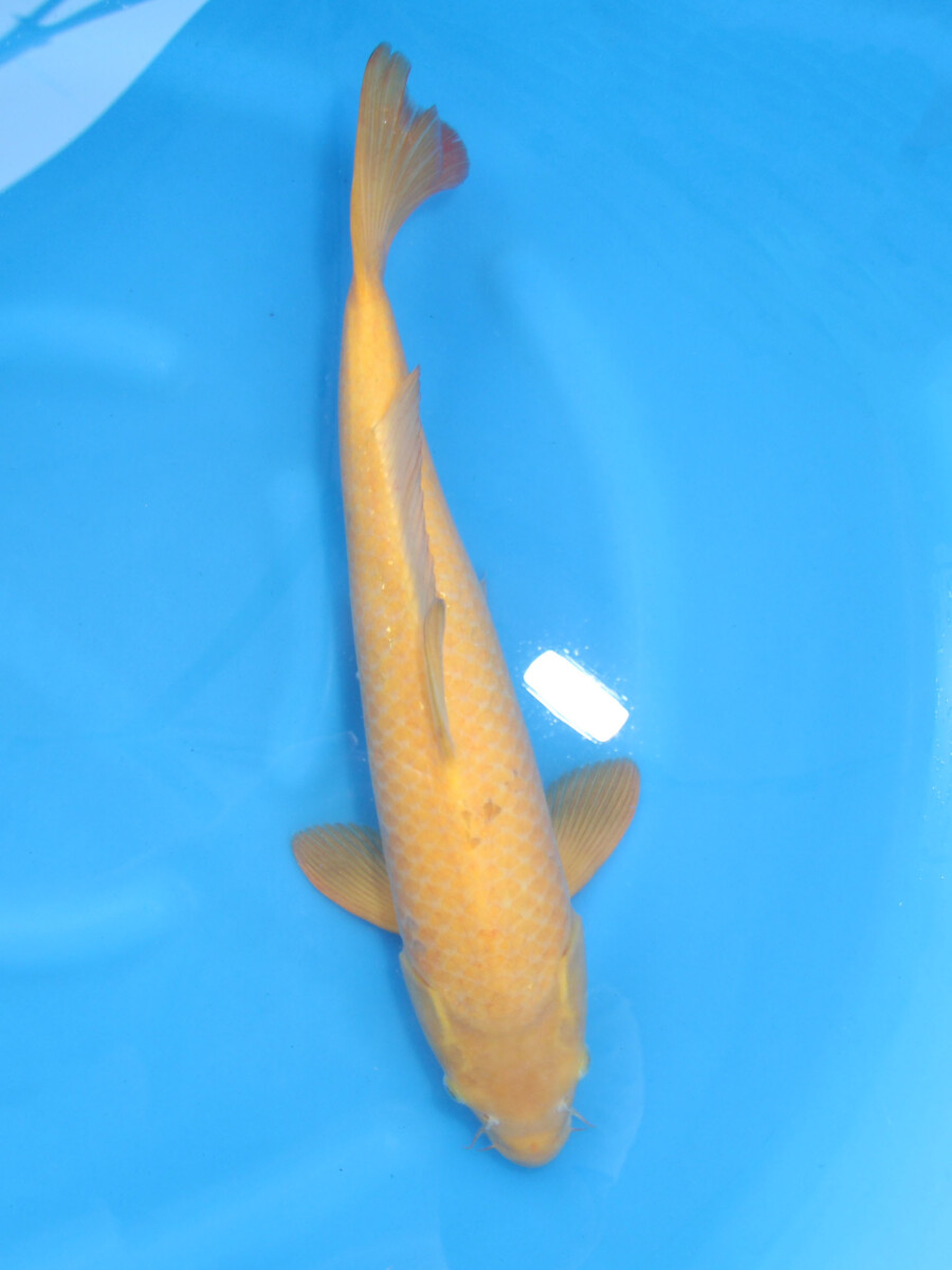 変わり鯉 白頂 羽白 50cm±