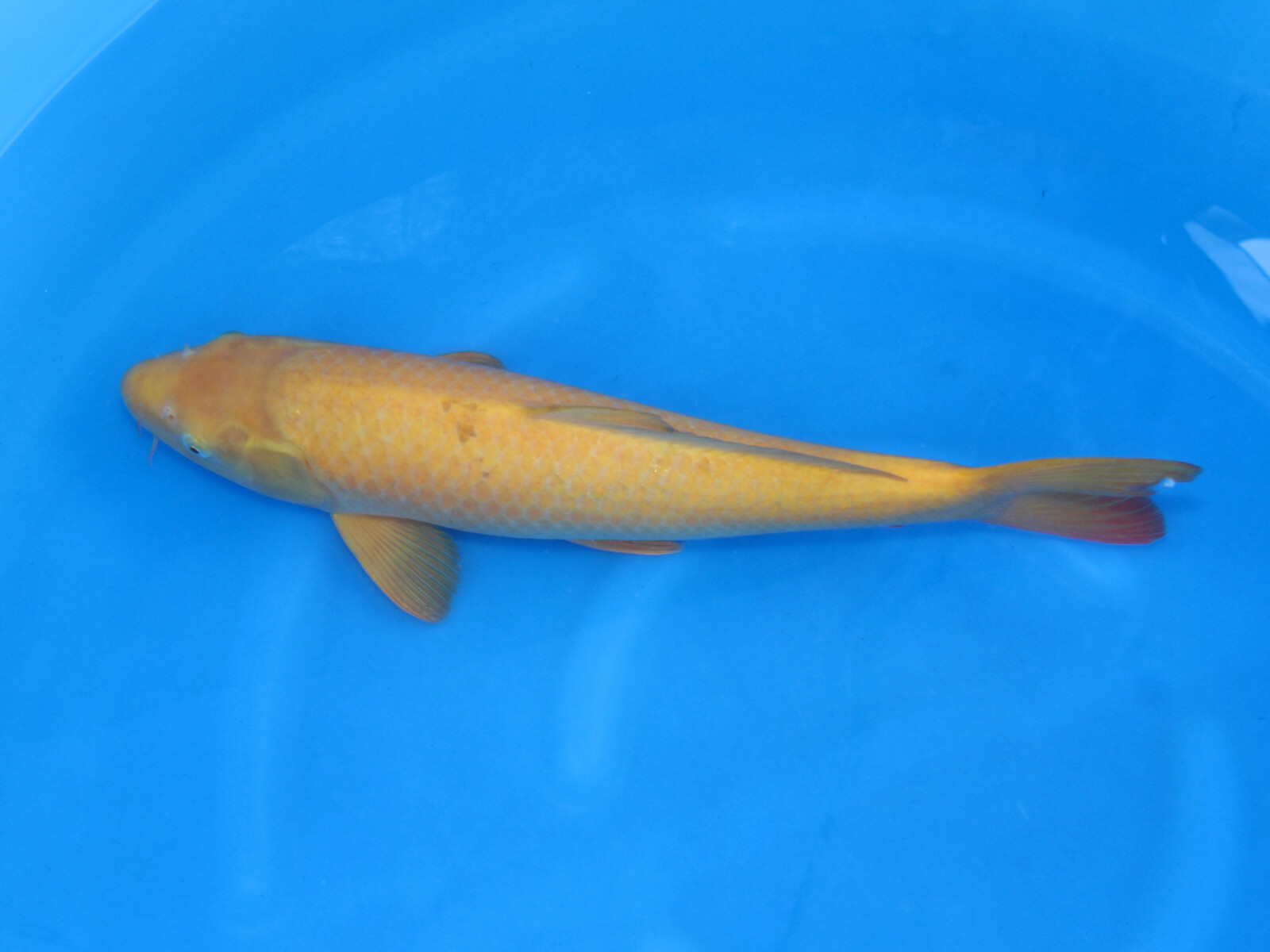 錦鯉49 錦鯉49cm