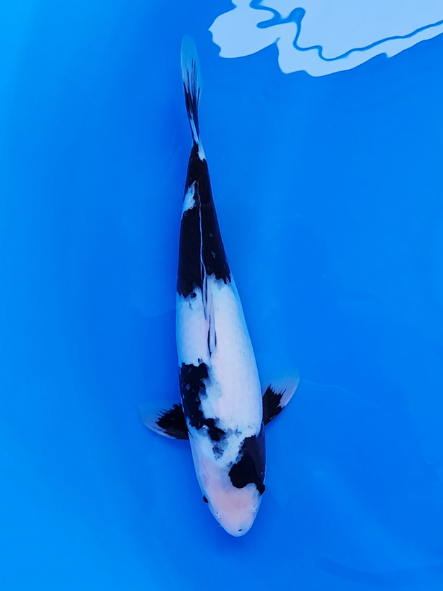 新潟産 ドイツ変わり鯉 37cm±