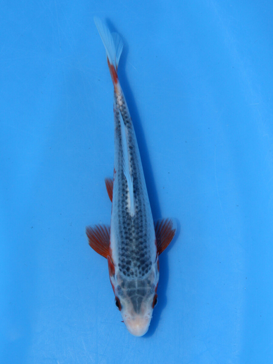 錦鯉13cm浅黄（手ひれ元赤模様&色彩質が最高、茶鯉の