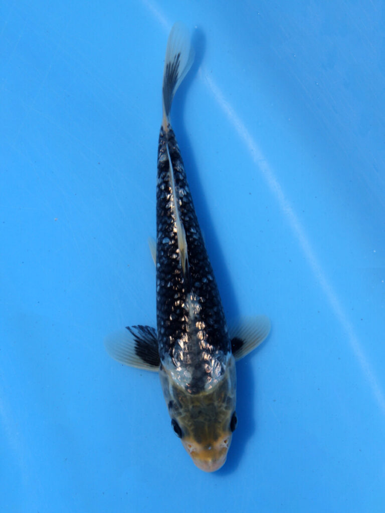 新潟産 ドイツ変わり鯉 37cm±