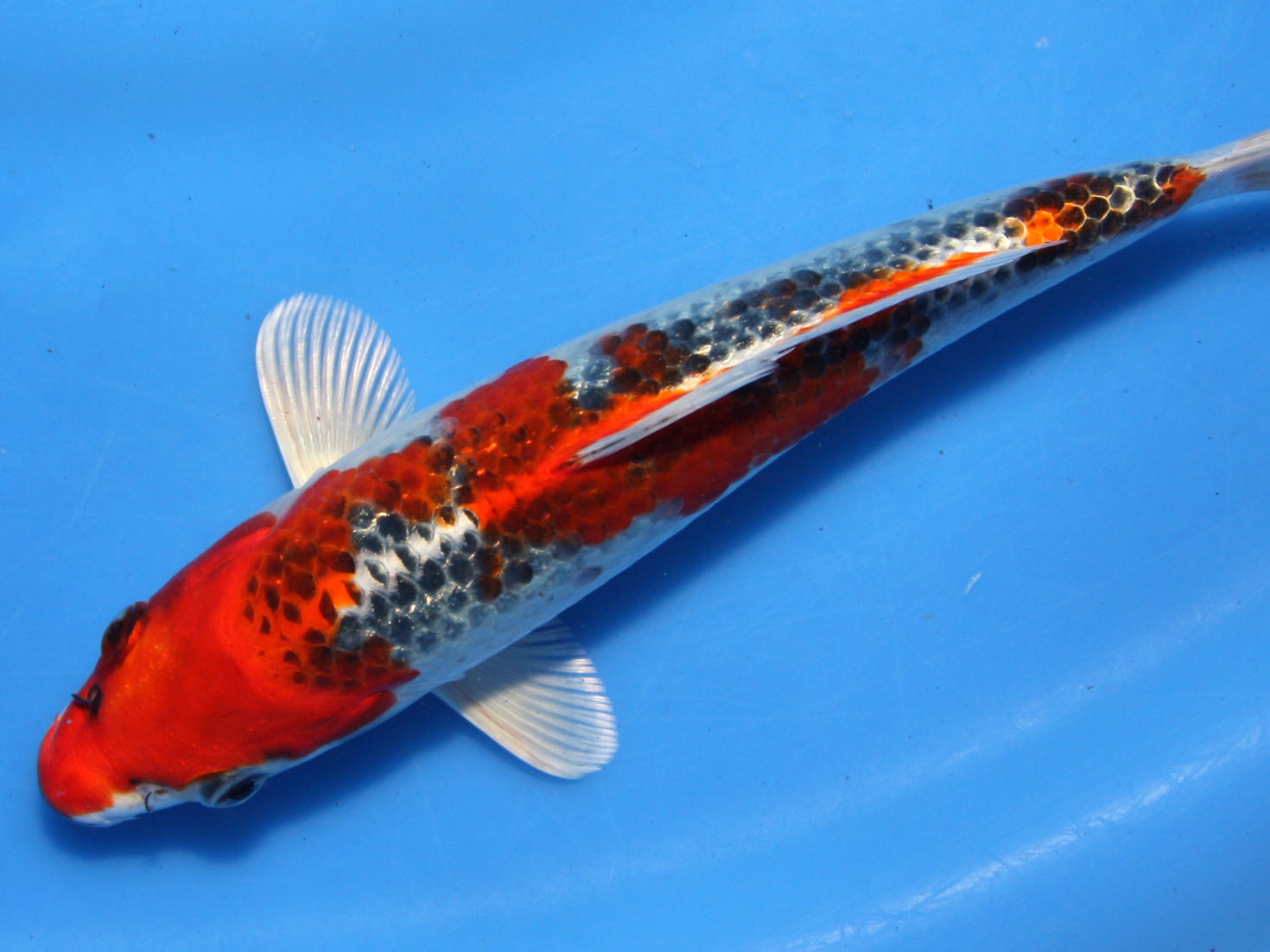 新潟県産錦鯉 60cm 4才（プラチナ×紅白）＝孔雀 - 新潟県の家具