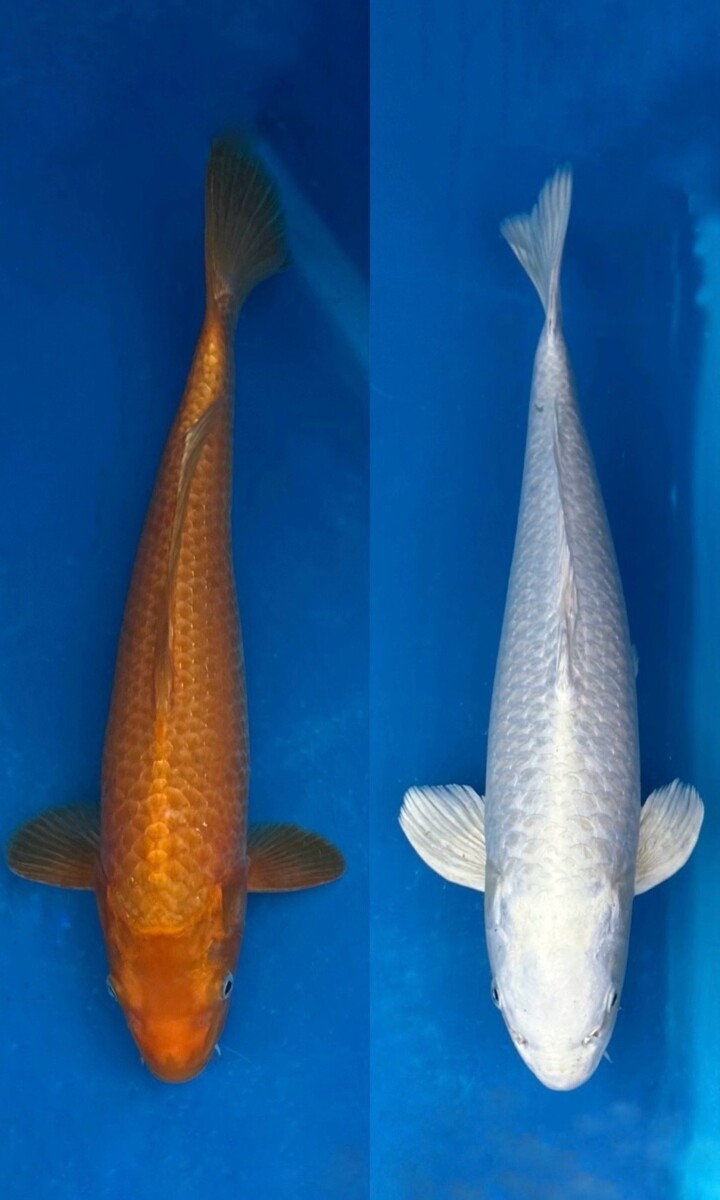GA01-06