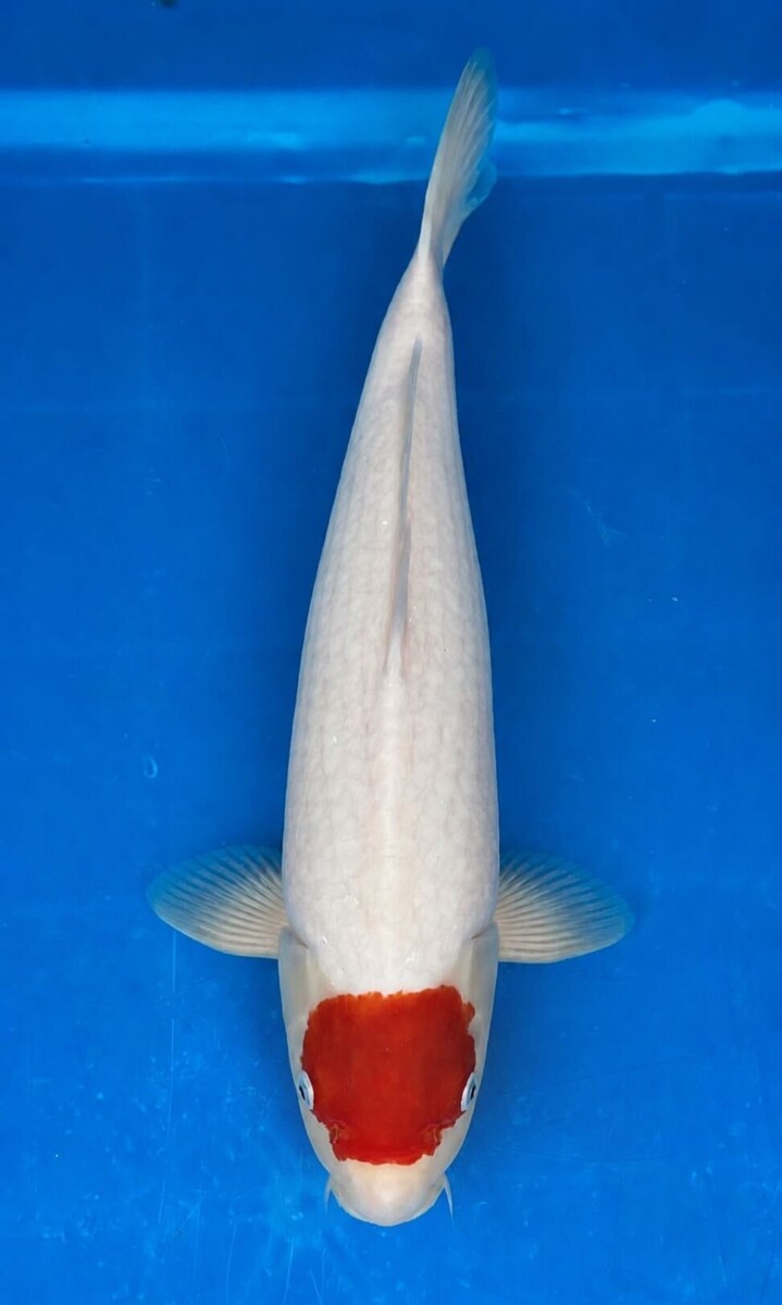 GA01-07