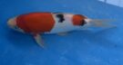GA02‐03