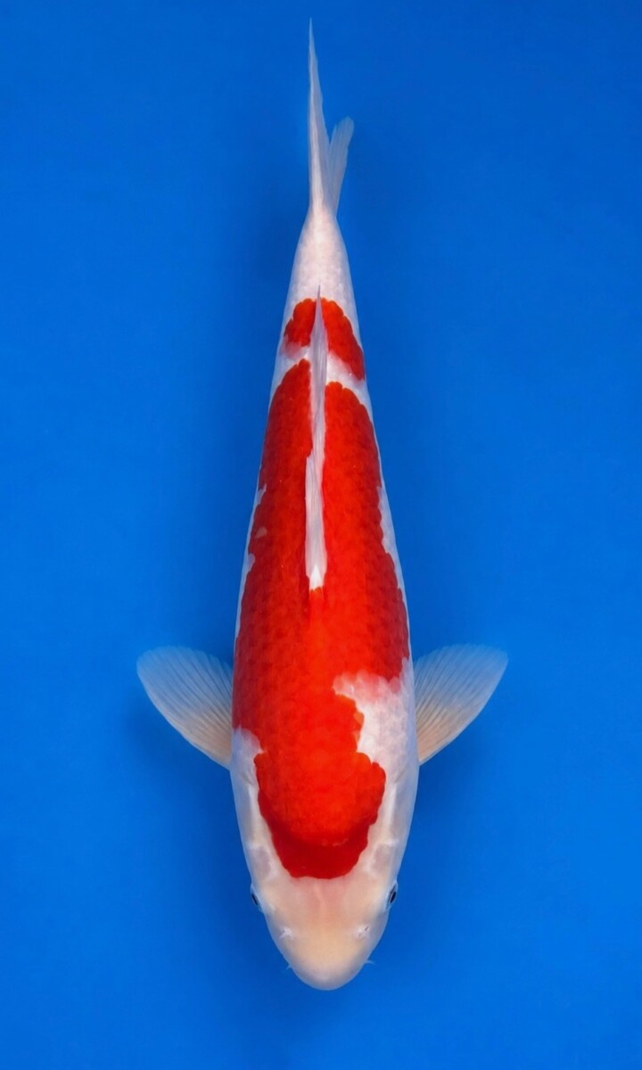 GA03-01