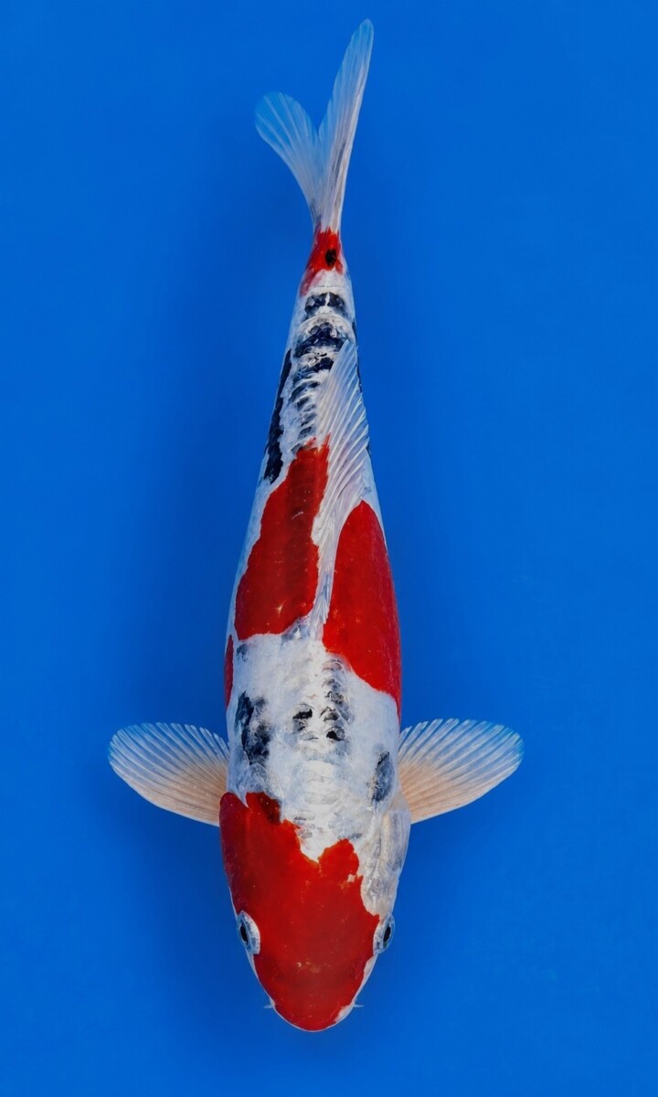 GA03-04
