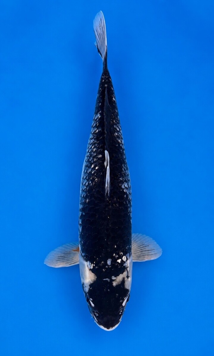 GA03-02