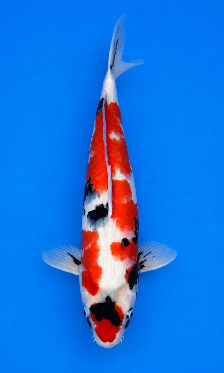 GA01-19