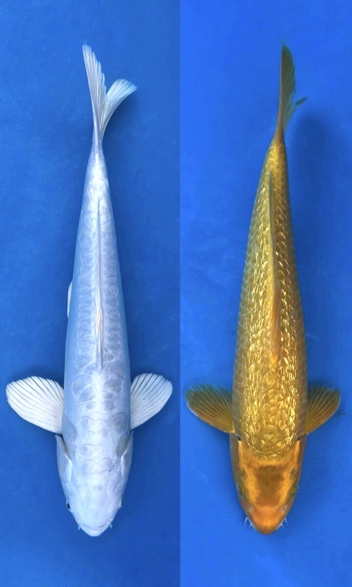 GA01-16