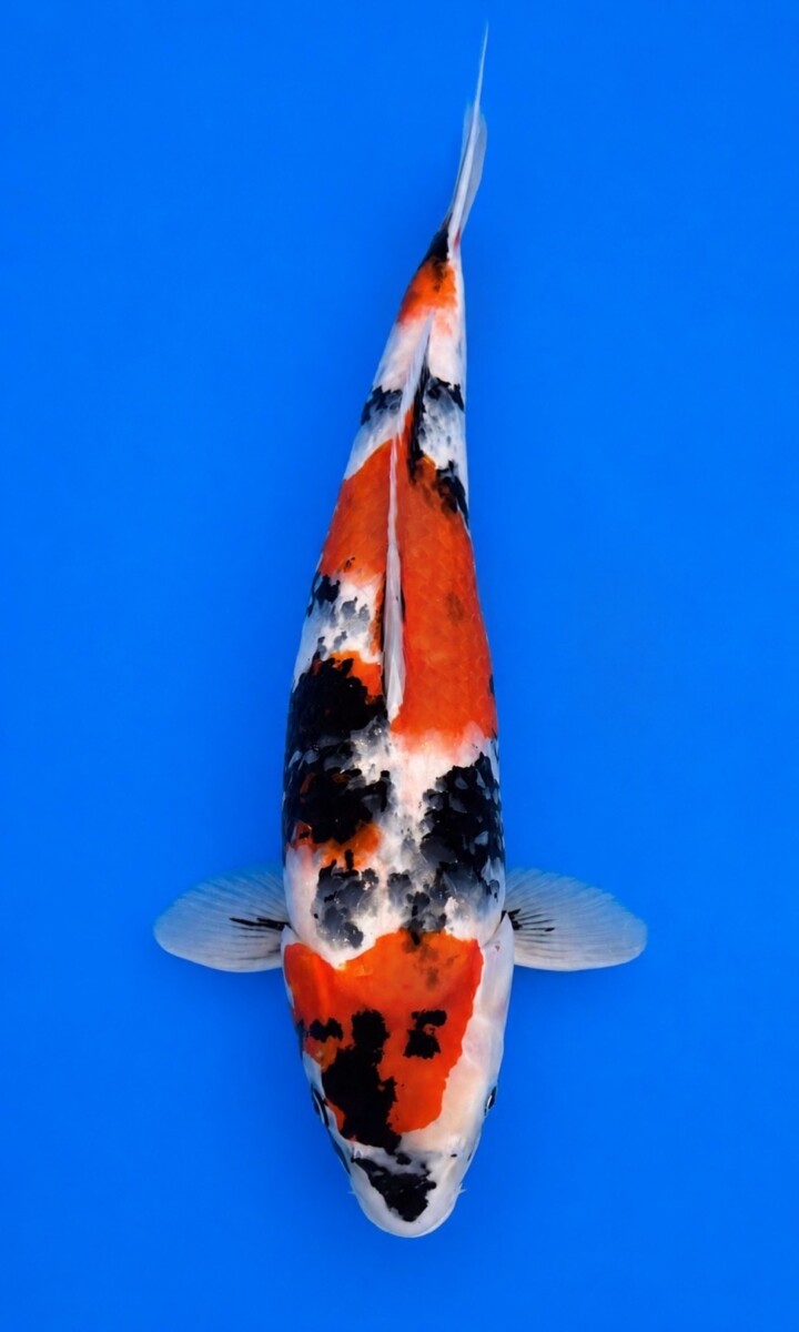 GA01-18