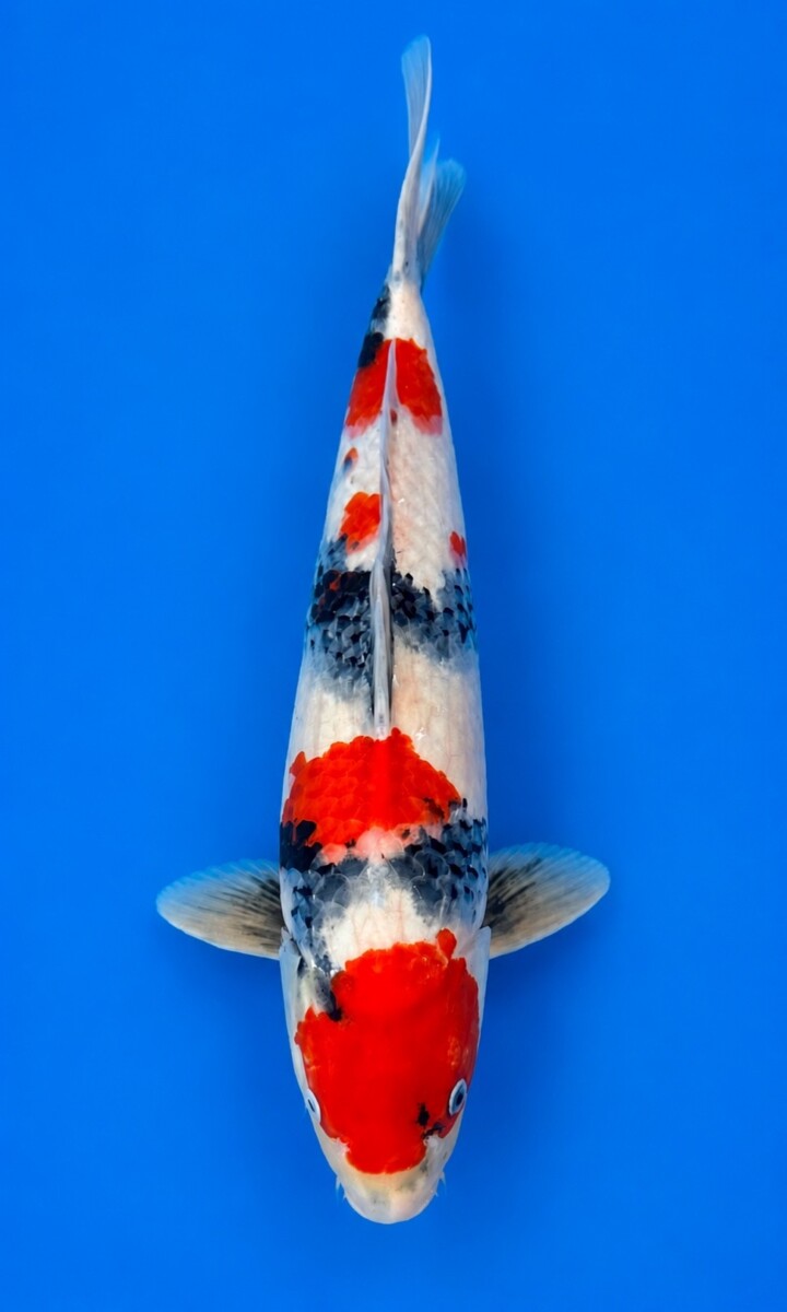GA03-05