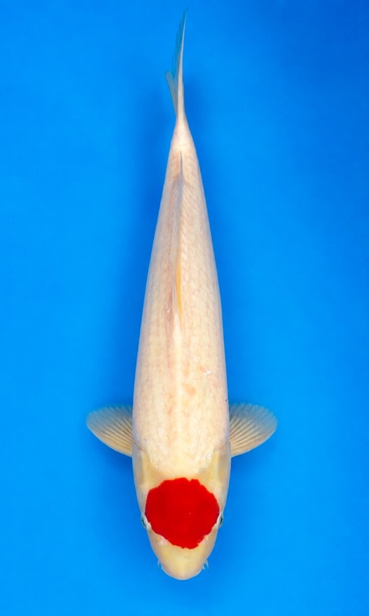 IA02-14　