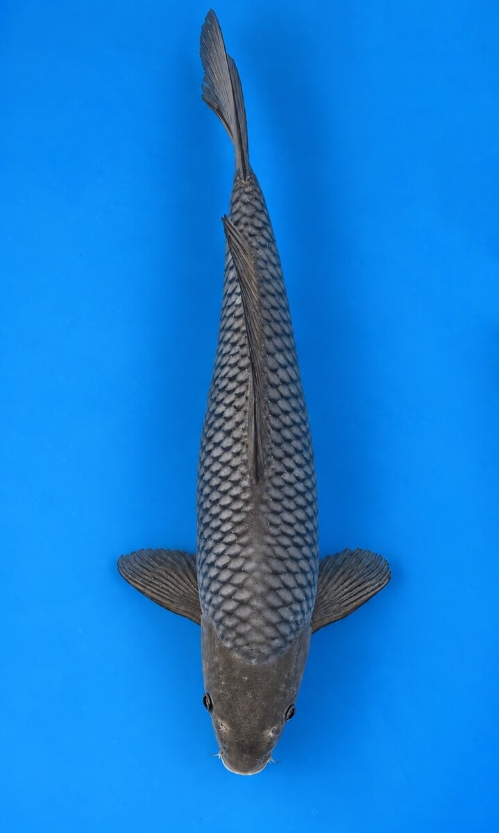 GA04-03