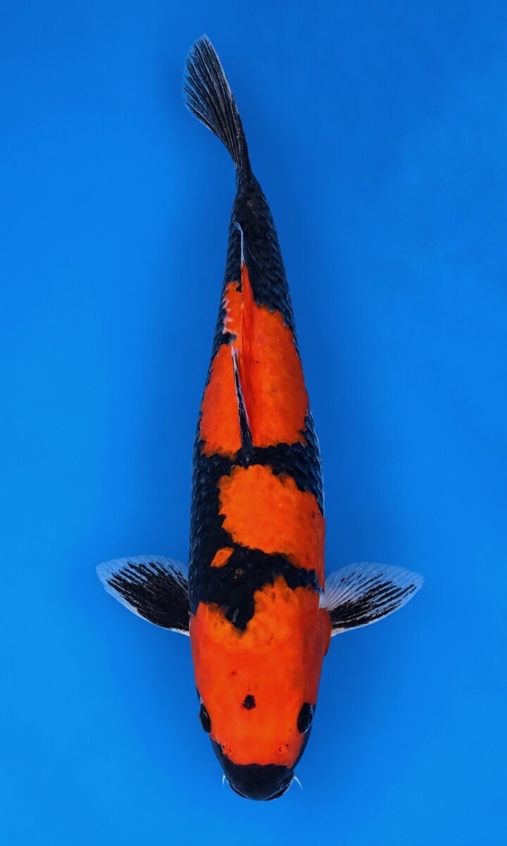 GA04-05